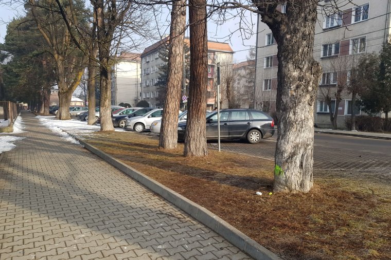 Több mint negyven öreg fát vágnak ki Gyergyószentmiklóson