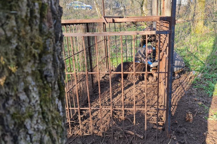 Belesétált a csapdába a Marosvásárhelyen időnként felbukkanó medve