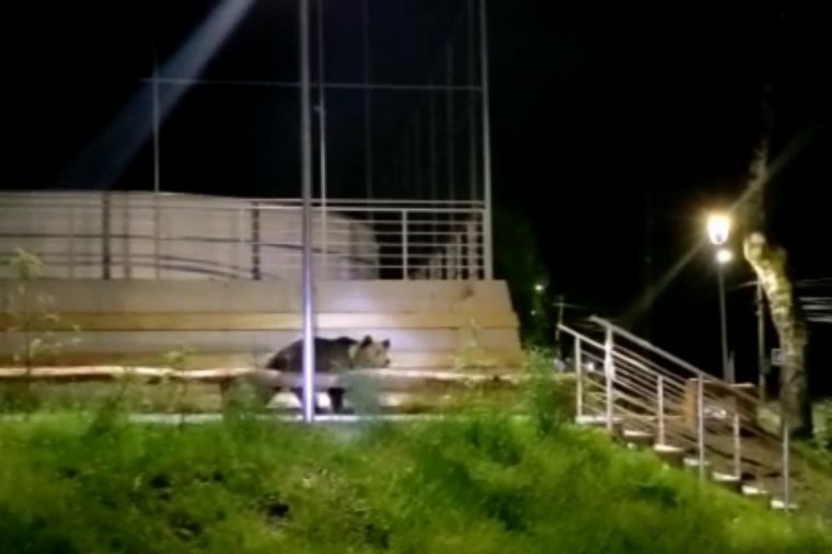 Szirénával hajtották el a medvéket Tusnádfürdőn hétfőn éjszaka