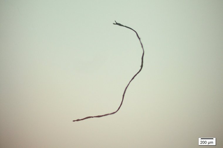 Mi van a maszkban? Mikroszkópos videón mutatjuk