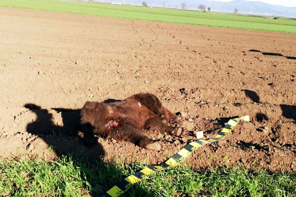 •  Fotó: Kovászna Megyei Környezetőrség