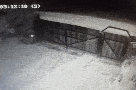 Csíkszeredai udvarba szökött be egy farkas