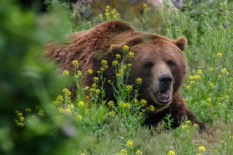Egy hétig tartott rettegésben egy grizzly medve egy alaszkai táborozót