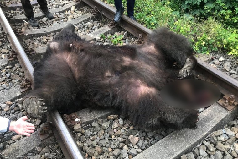 Medvét ütött el a vonat Alsóboldogfalvánál