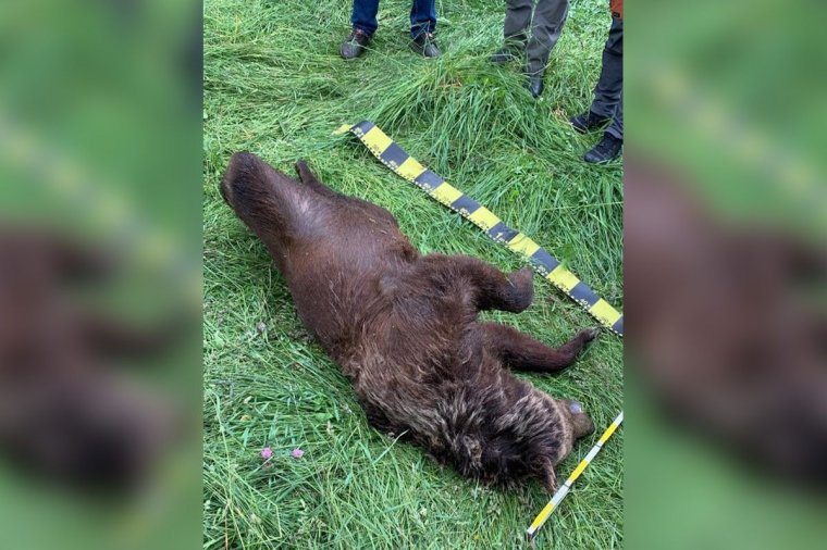 Vonat gázolt el egy medvét