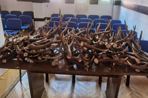 Ezeket az agancsokat foglalták le •  Fotó: Hargita Megyei Rendőr-főkapitányság