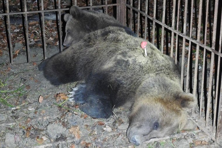 Bocsaival együtt fogták be, és szállították el az egyik anyamedvét Szovátáról