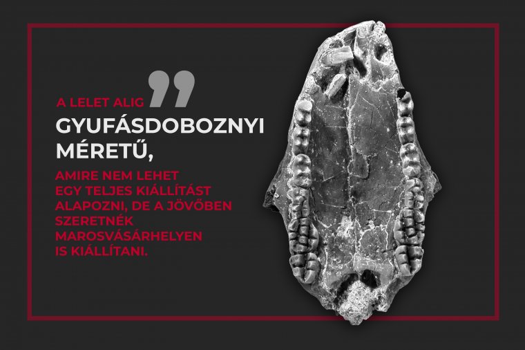 Eddig ismeretlen, a dinoszauruszok korában élt emlős maradványait azonosították