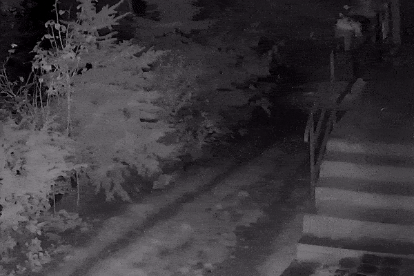 Így iszkol el egy menyét, amikor ráront három macska