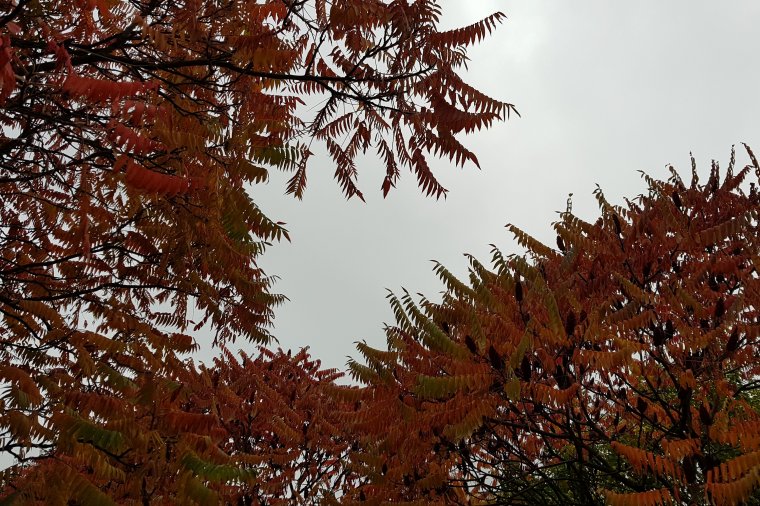 Hűvös lesz a héten, majd felmelegedés után eső várható