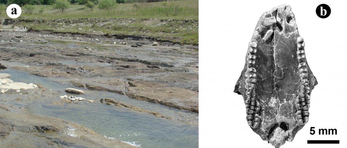 •  Fotó: Maros Megyei Múzeum