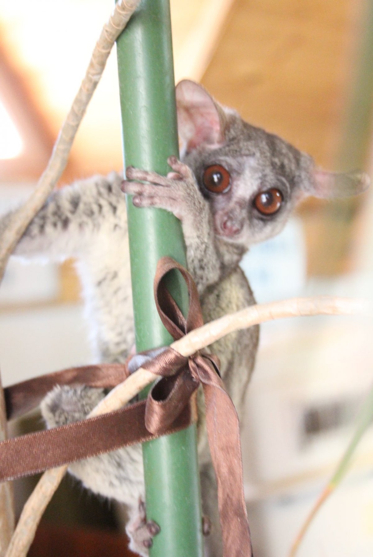 &bullet;  Fotó: Marosvásárhelyi Állatkert/Facebook