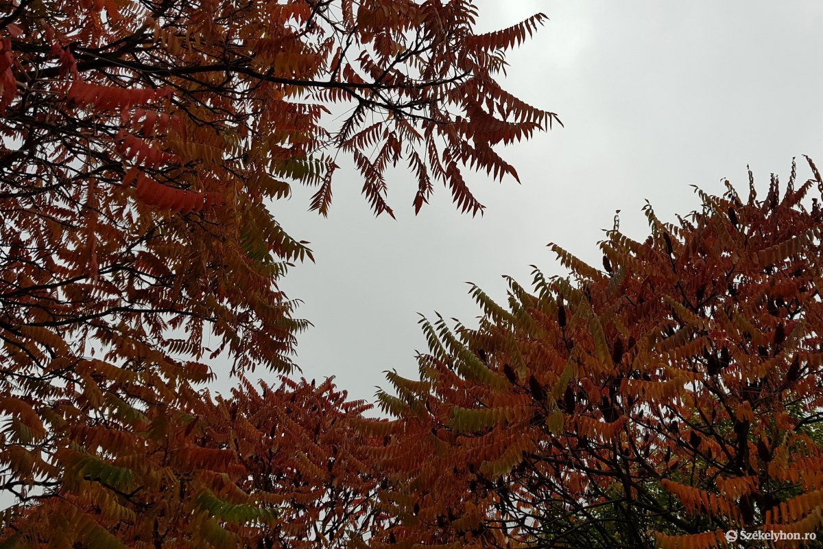 •  Fotó: Székelyhon