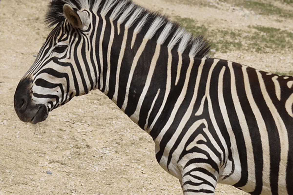 Hogyan érzi magát a zebra a székelyföldi télben?