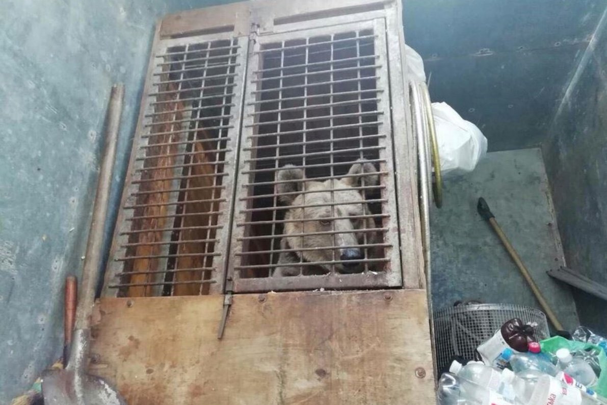 •  Fotó: AMP Libearty – Bear Sanctuary