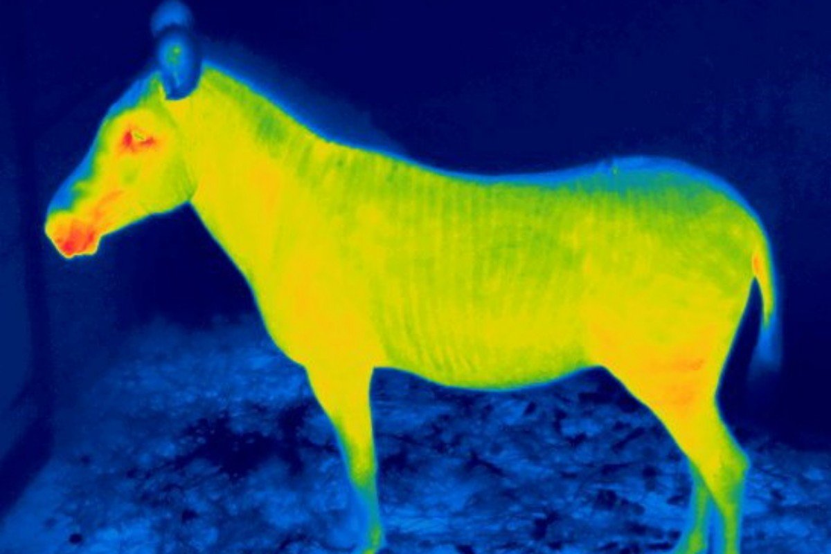 A zebra hővesztesége jelentős, hiszen vékony szőrréteg védi •  Fotó: Marosvásárhelyi Állatkert