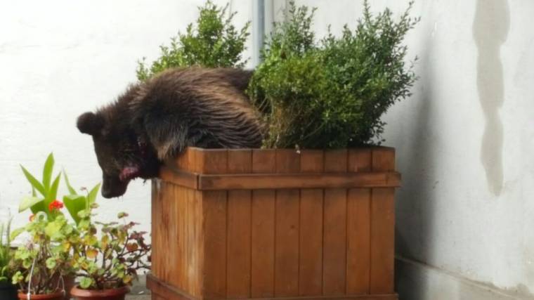 Tüntetést szerveznek a Nagyszebenben lelőtt medve miatt