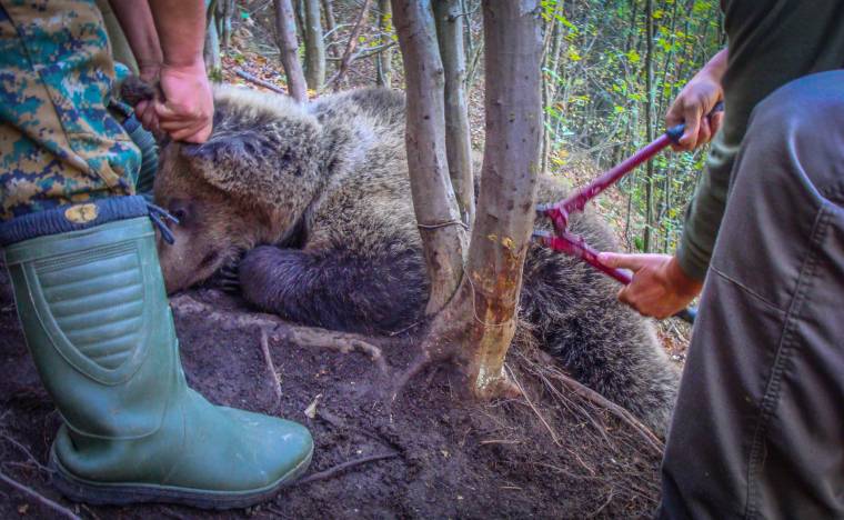 Medvét fogtak a vadorzók