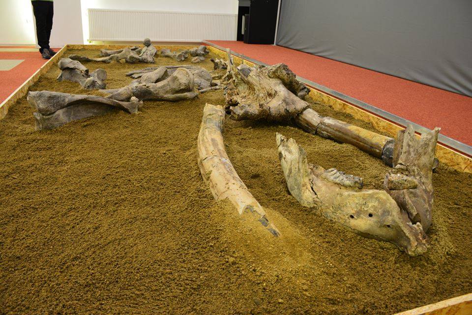 &bullet;  Fotó: Facebook/Dinó Park