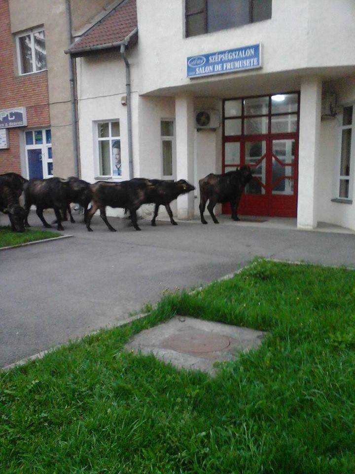 Bivalyok Csíkszeredában 2015 tavaszán 