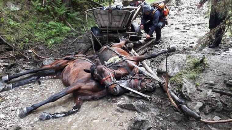 Nem volt könnyű a lovak megmentése