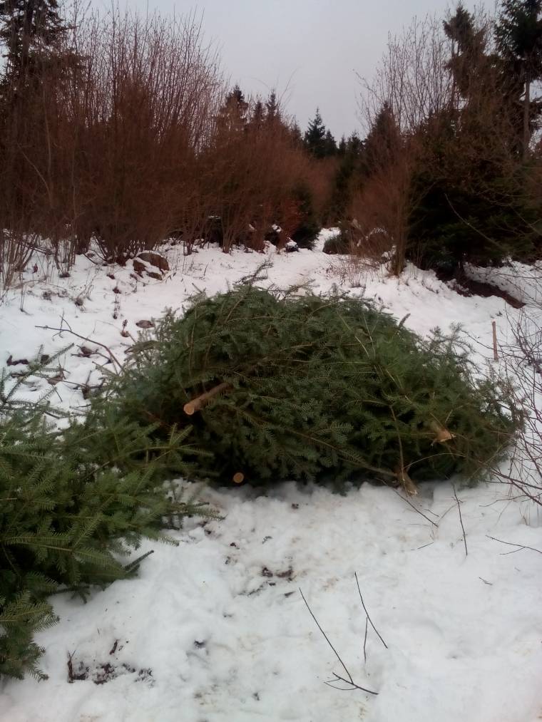 Rekordmennyiségű pirotechnikai eszközt és fenyőfát foglalt le a rendőrség