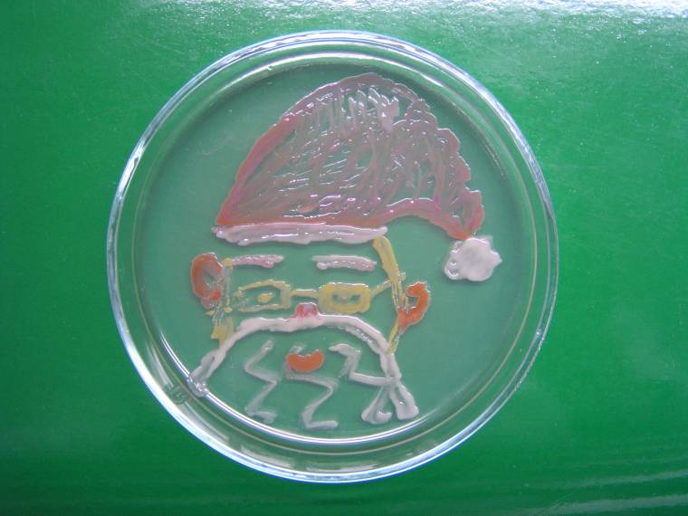 Mikrobákkal lehet festeni a Sapientián