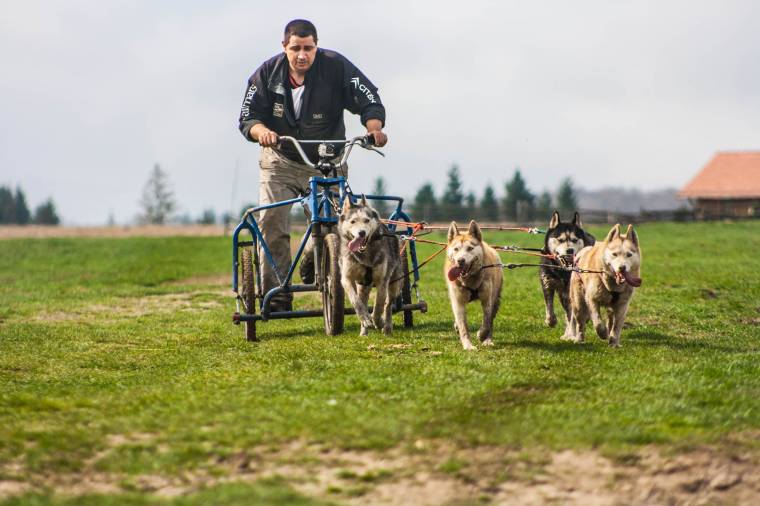 Kutyás sportvetélkedő Homoródfürdőn