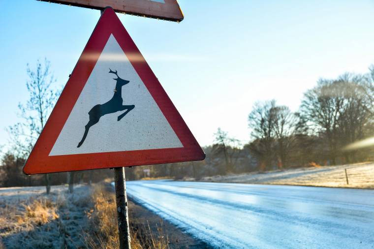 Ki téríti meg a vadbaleset során keletkezett kárt?