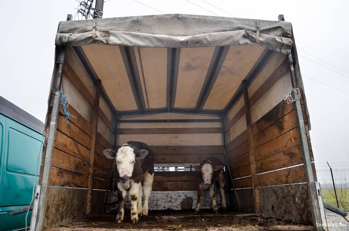 &bullet;  Fotó: Barabás Ákos