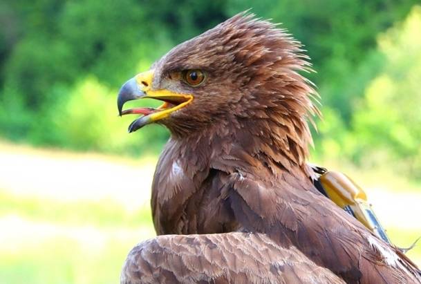 Hazaindult Afrikából Arlie, a ragadozó madár