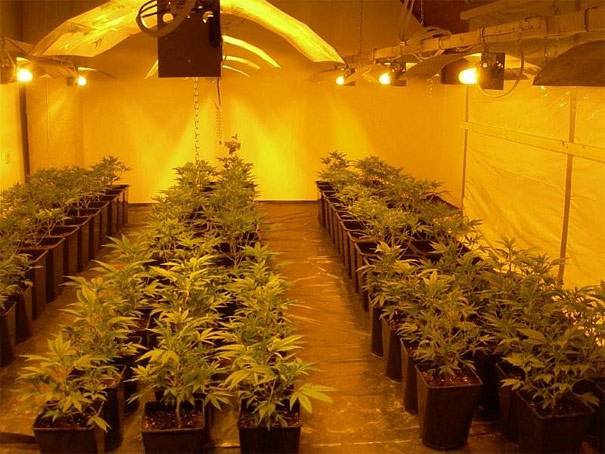 155 kilogramm vadkendert találtak egy Nagyvárad melletti ültetvényen