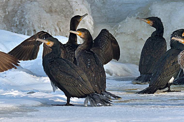 A madaraknak is kemény volt a tél