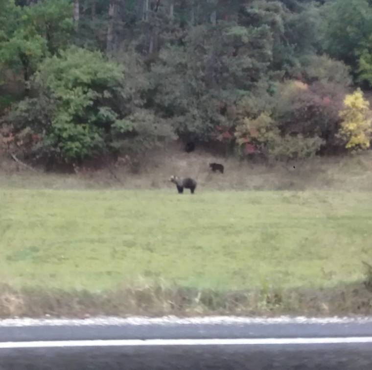 Medvék Csíkszereda határában