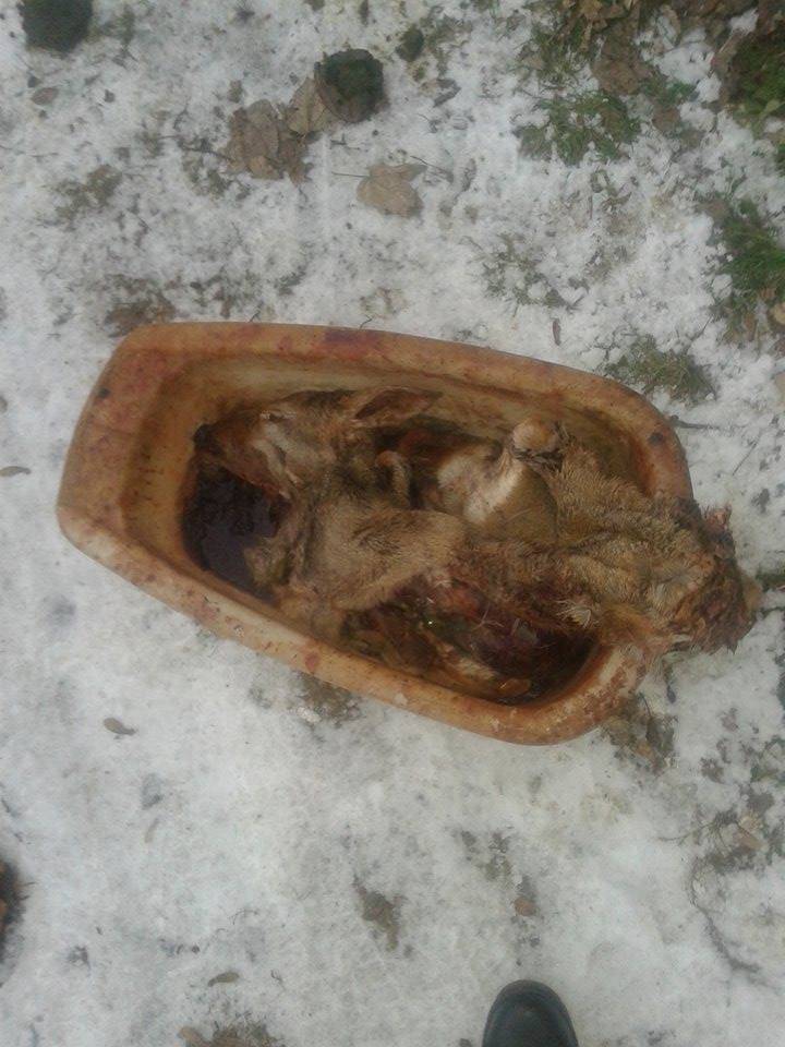 Megcsonkított őzmaradványt hagytak az út szélén Marosvásárhelyen