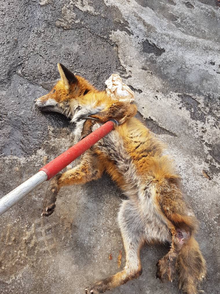 Sepsiszentgyörgyön kóborló, beteg rókát fogtak be