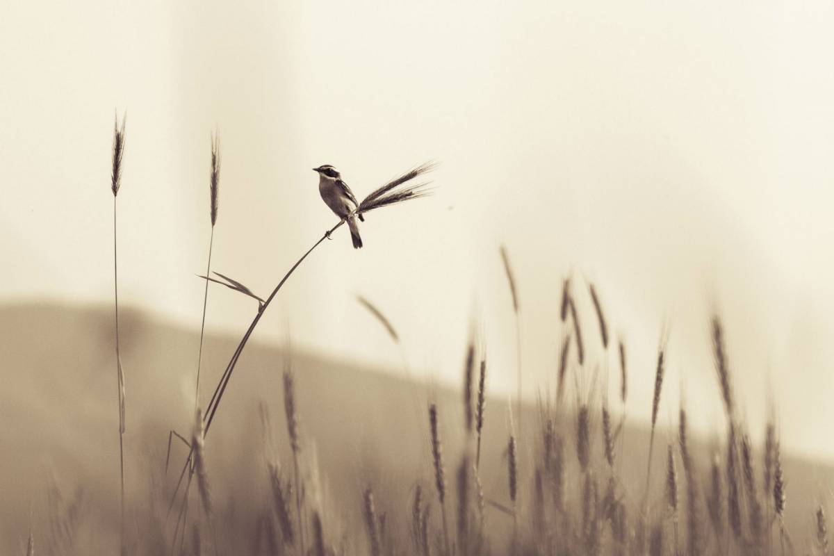 •  Fotó: Vargyas Ákos