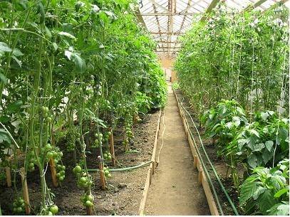 Zöldségkosár a fogyatékosok kertészetéből