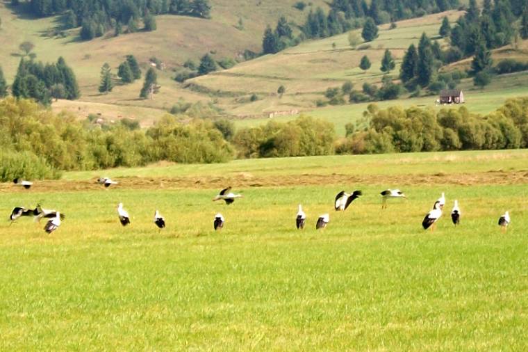 Gólyamese: délen békából van a kerítés