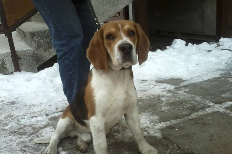 Kutyatartóklub alakult Udvarhelyen