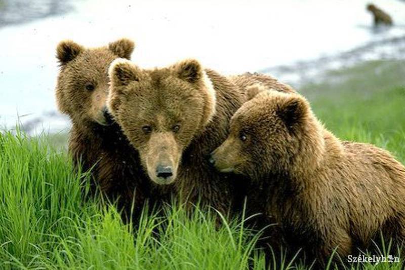 • Fotó: Tom Walker / Accent Alaska