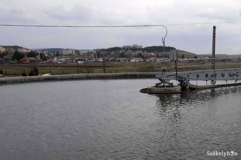 • Fotó: Kristo Robert