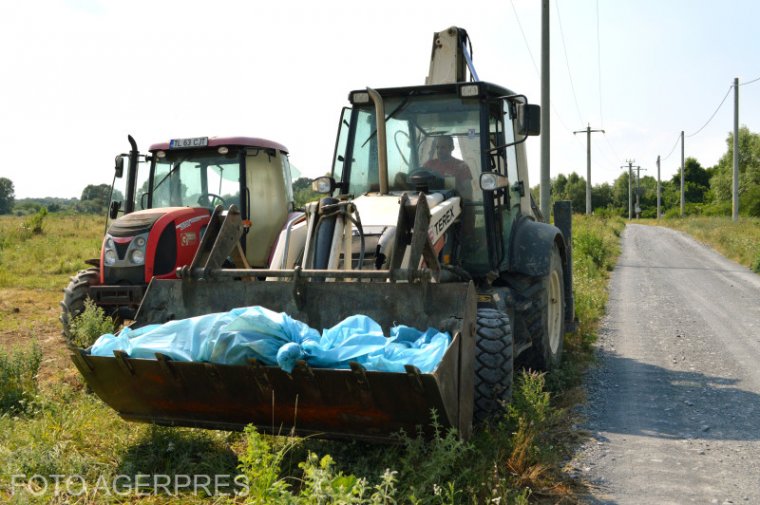 Több mint 140 ezer disznót pusztítanak el az ország legnagyobb sertésfarmján