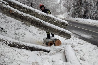 Fák dőltek az útra a havazás miatt