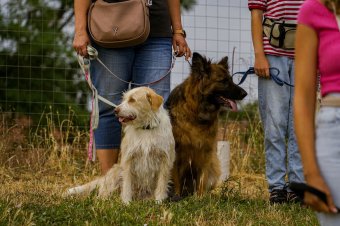 Ingyenes ivartalanítási program indul Csíkszeredában
