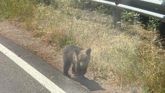 Medvemenhely: még nem találták meg az olasz turistát megölő anyamedve bocsait