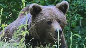 Miniszter: a medveproblémát úgy kell kezelni, hogy megóvják az emberek életét