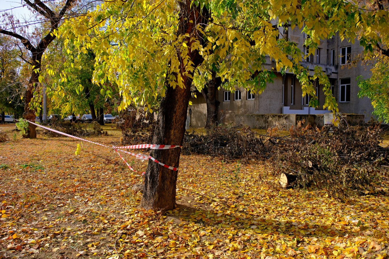 A városi zöldövezetekből kivágott veszélyes fákat már száraz faként, jutányos áron értékesíti ezután az önkormányzat &bullet;  Fotó: Alexandru Nițescu