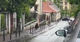 Brassó polgármestere radikális megoldást javasolt a medveproblémákra