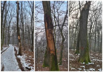 Félixfürdői erdőritkítás: törvénytelenül kivágott fákra bukkantak, büntetőeljárás indul
